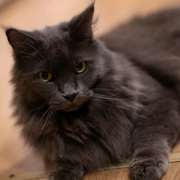 @mannyderstrizzikater