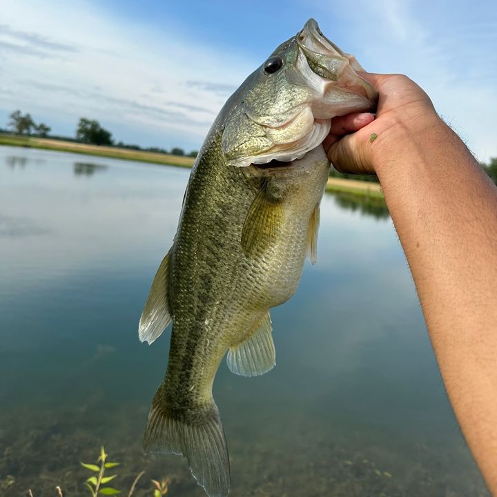 bbl_bass