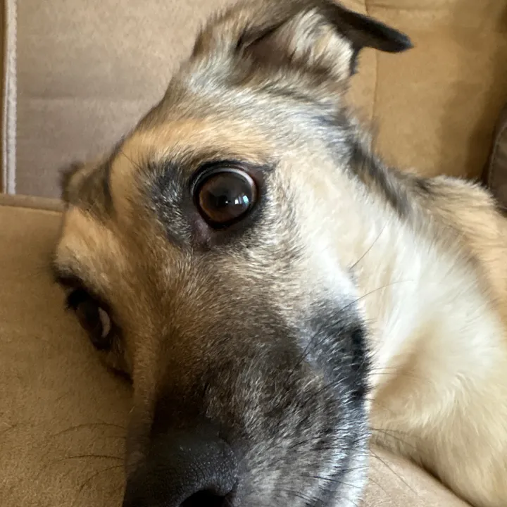 animallover415