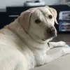furrybuddy21