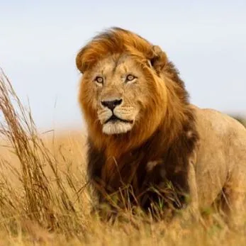 @look.animals8