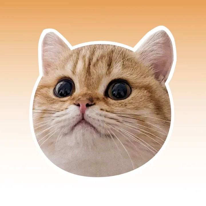 @papayaho.cat