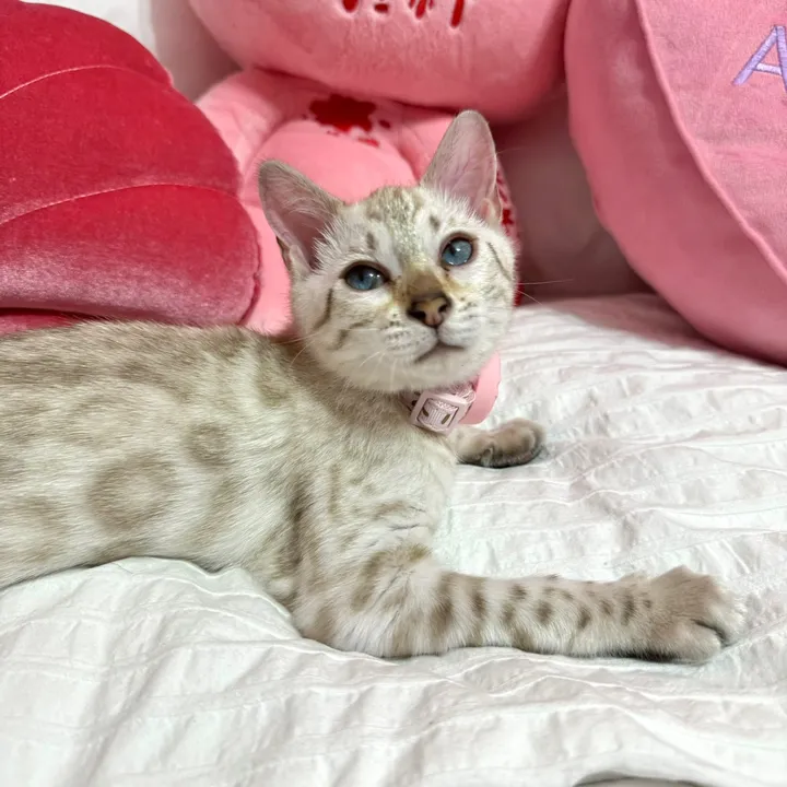 @mirajanethebengal