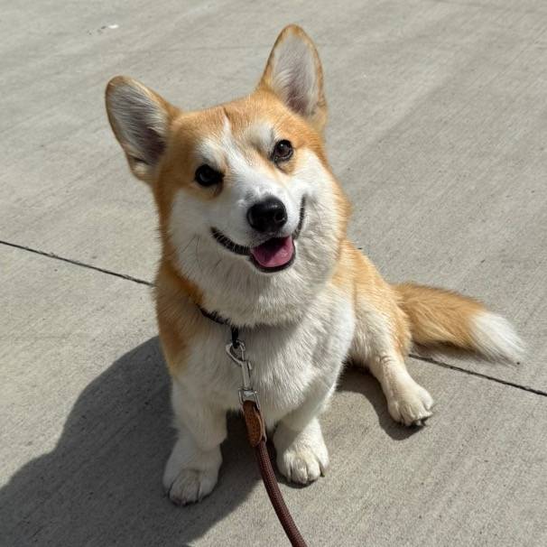 aragon.corgi