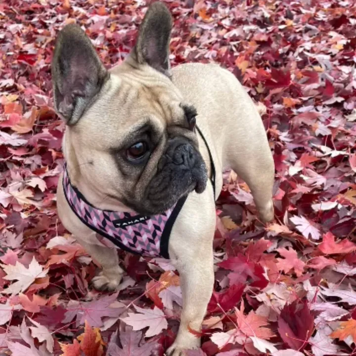 @pradathefrenchi