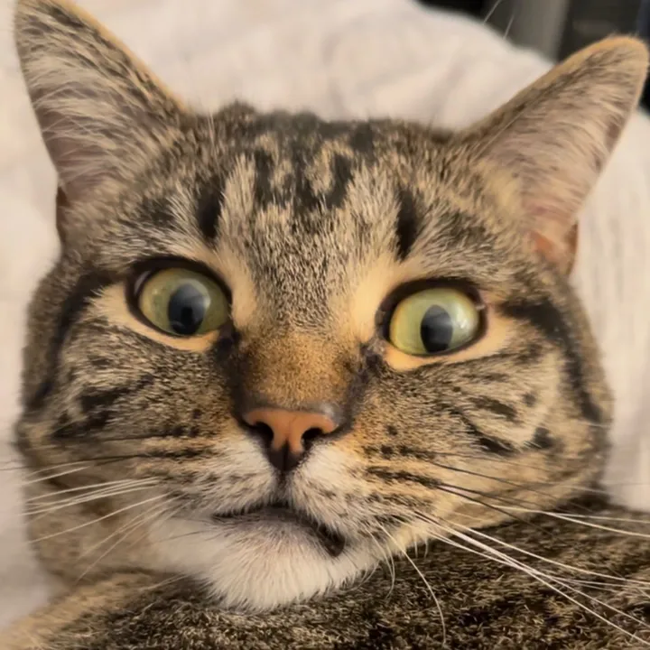 thecrazyfurbabies