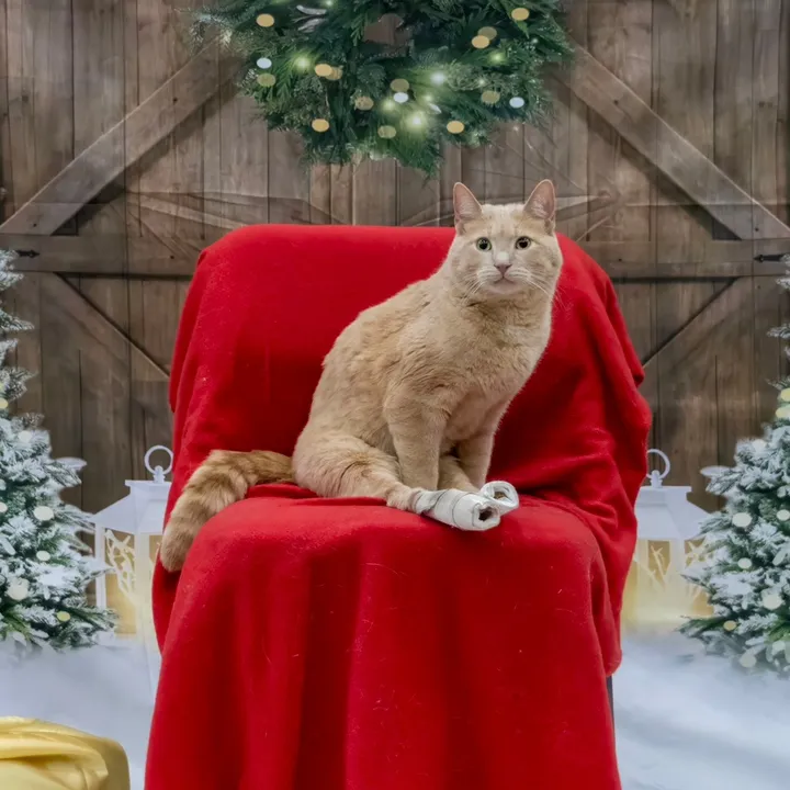 lowryderkitty