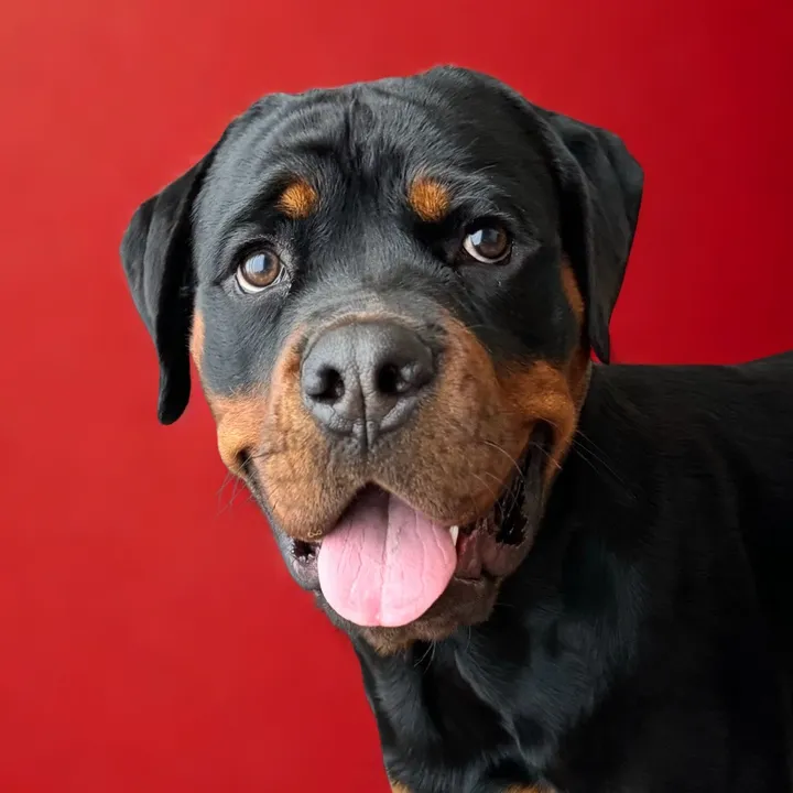 kingrextherott