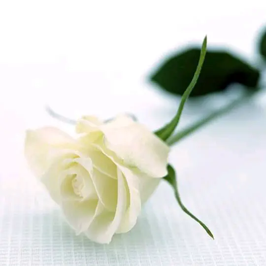 @semra_caner