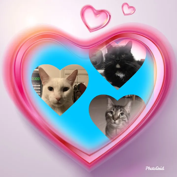 @meowassicworld