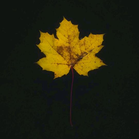 𝐄𝐫𝐢𝐯𝐢𝐛𝐞𝐬 🍁 - suara asli