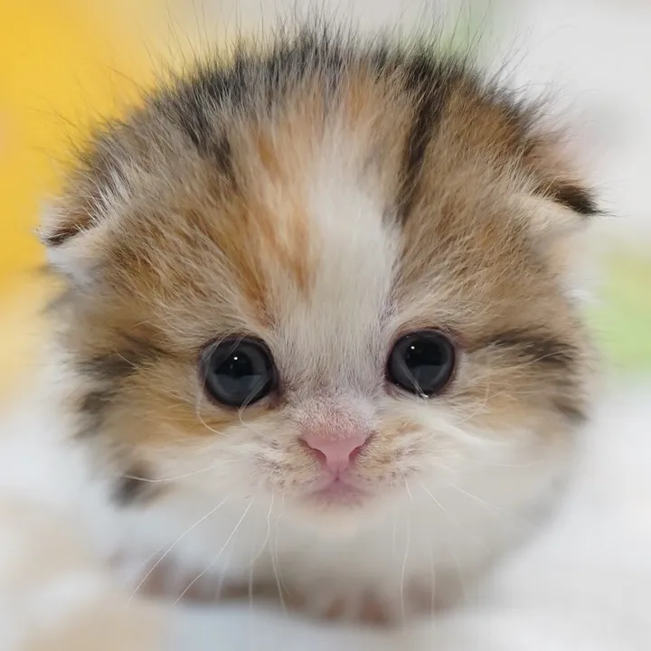 @tinyfoldmunchkin