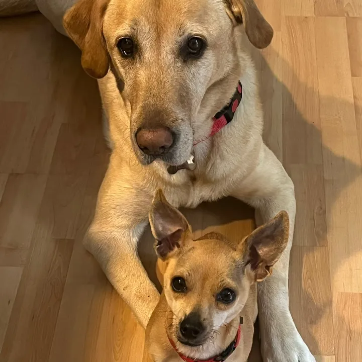 @littledogandbogie