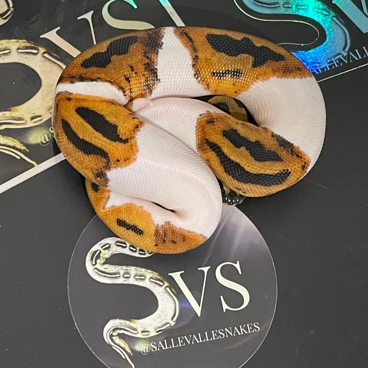 @sallevallesnakes
