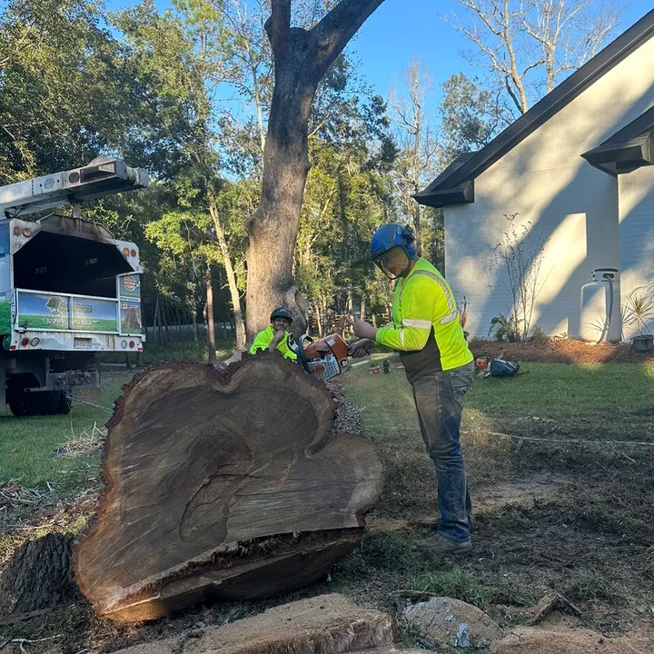 tree.man001