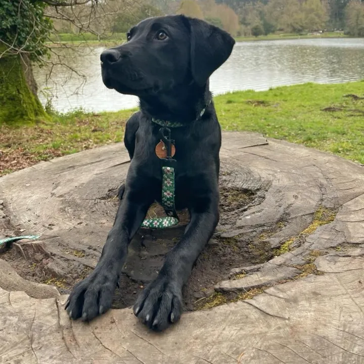 kikiblacklab