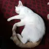 nthaf