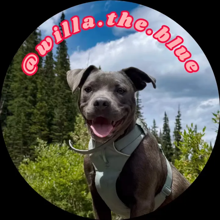 willa.the.blue
