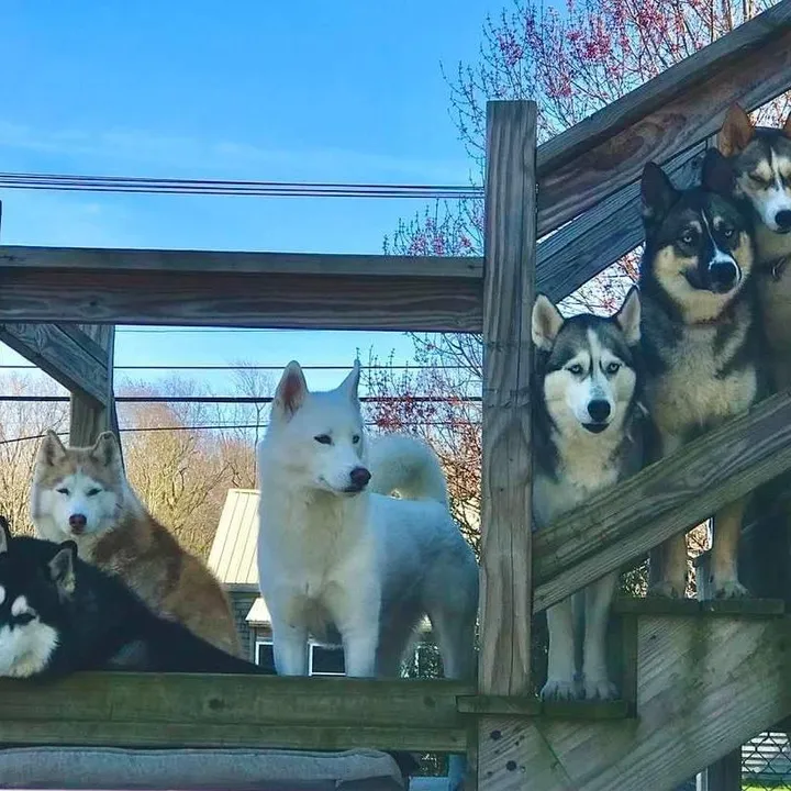 @husky6pack