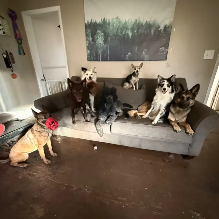 @kaitlynwiththe_k9_crew