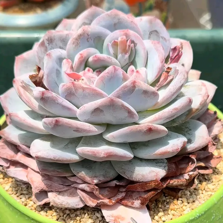 @lushsuccs