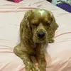 danidamdo