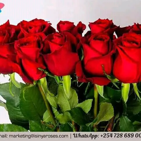 @dodo08784