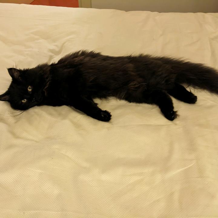 lucy_intheskywith.diamonds - suara asli