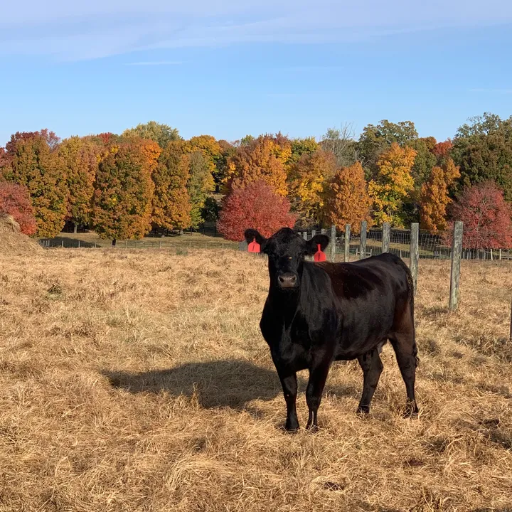 rrfcattle
