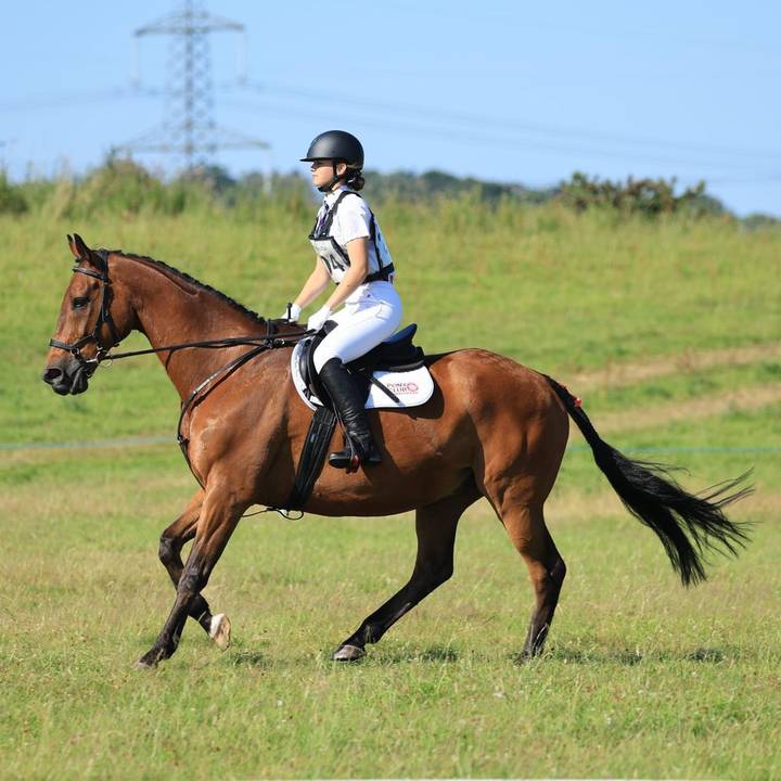 horsesforlife6235