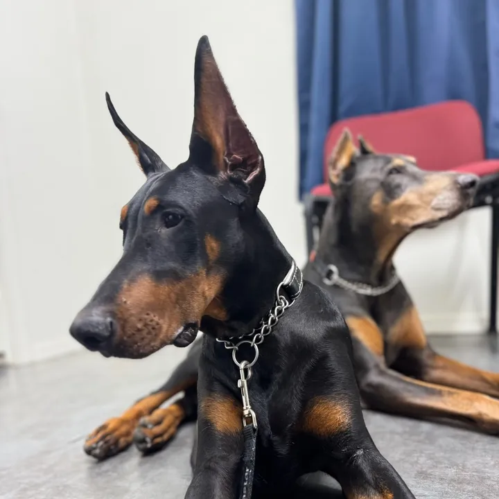 phantomtheservicedog