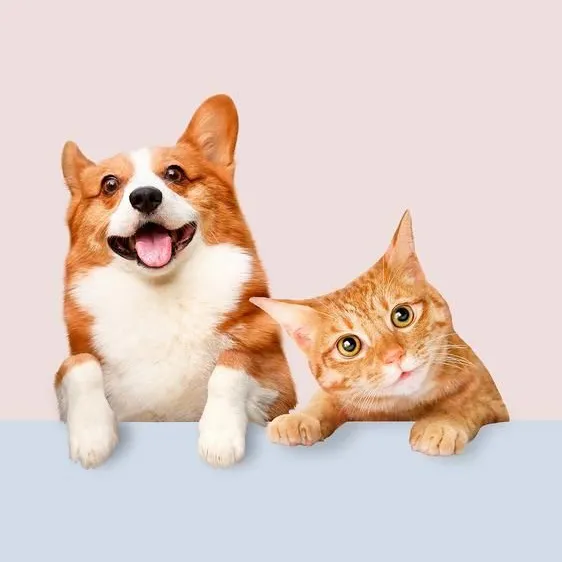 @cute.pets.tv31