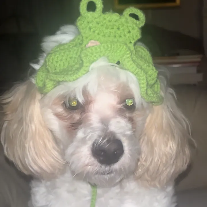 @cleo.the.maltese