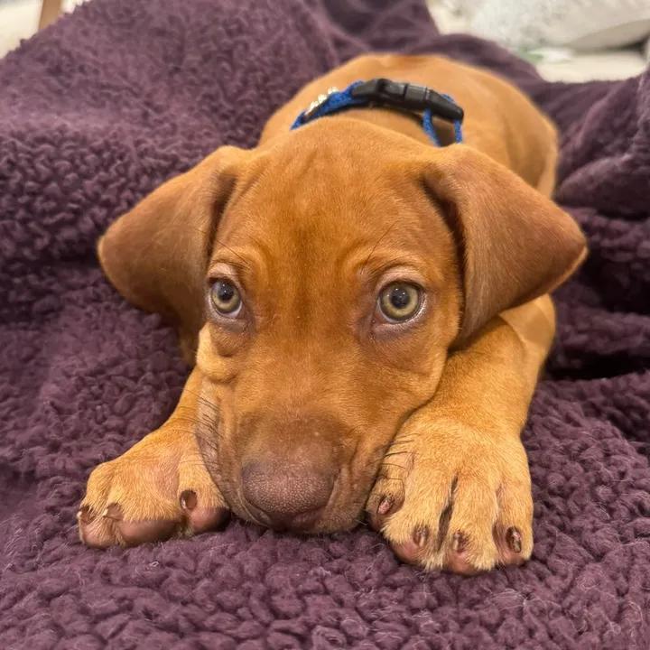 blue.the.ridgeback