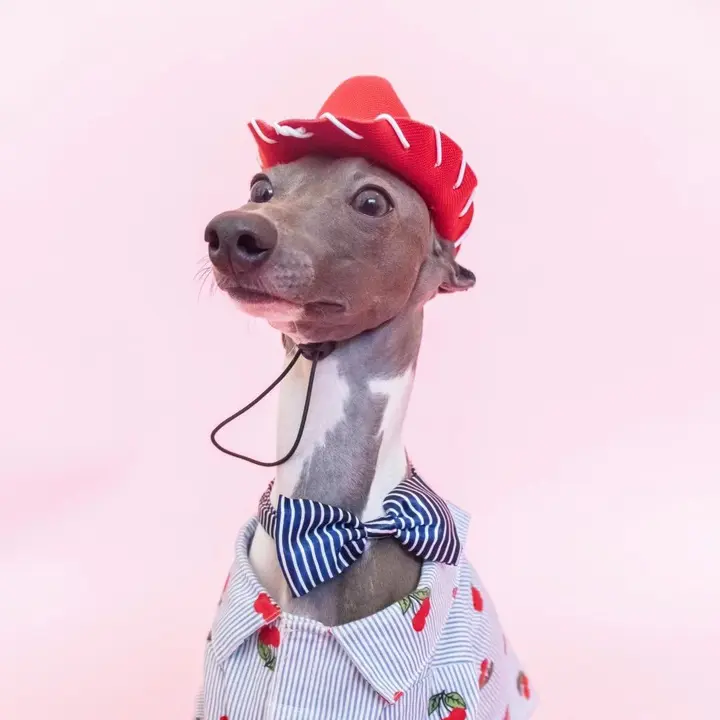 Winston The Iggy - original sound - winstonwants