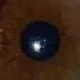 eyecolor17