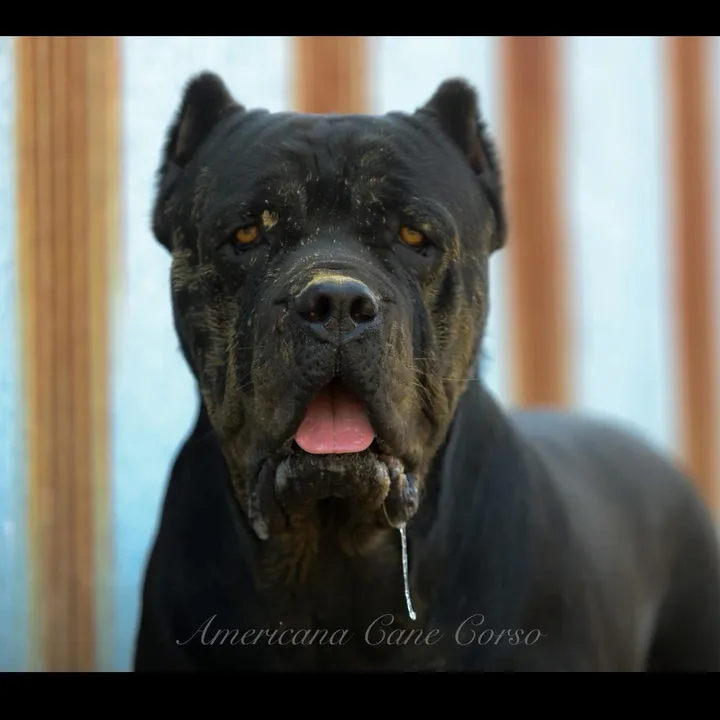 @americanacanecorso
