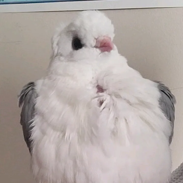 @yuzuthepigeon