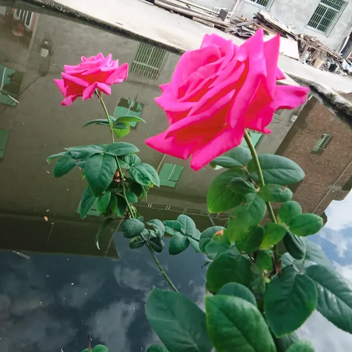 @fengchefang1