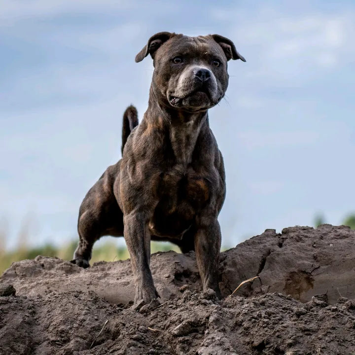 sportingdogslife