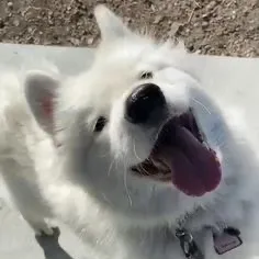 @furrylittlefriends0