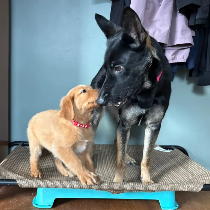 potsiewithdogs