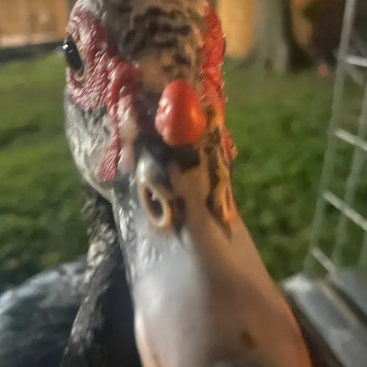 thatduckg3y
