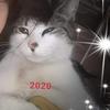 davi_286329