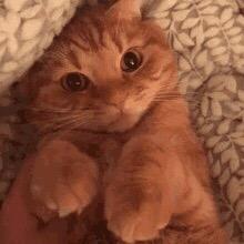 levy - suara aslidalefty