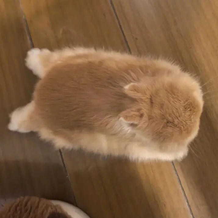 ilikefatcatsandcandy
