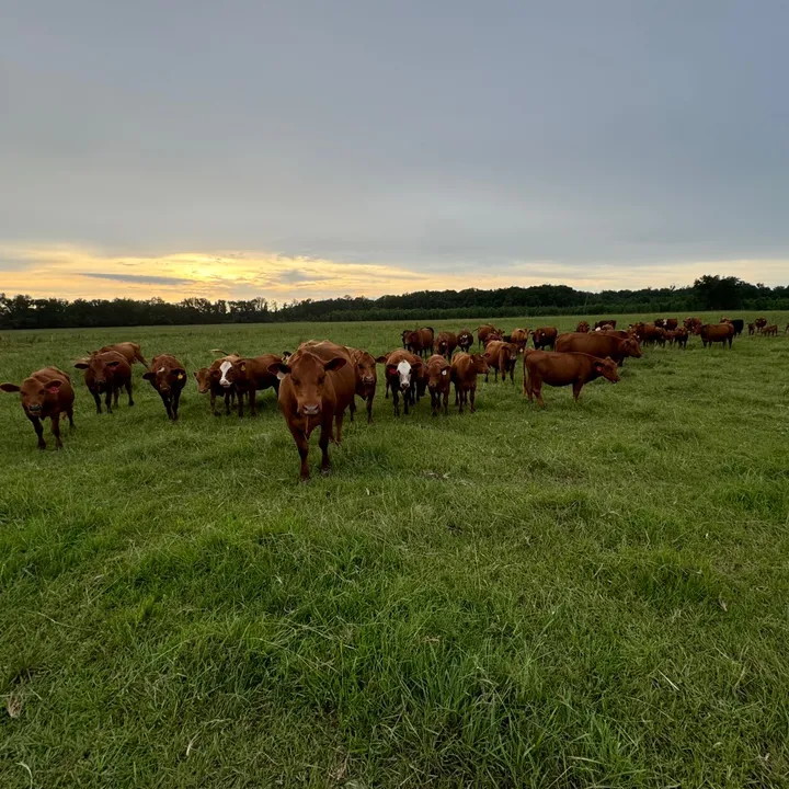 @flat.rock.cattle