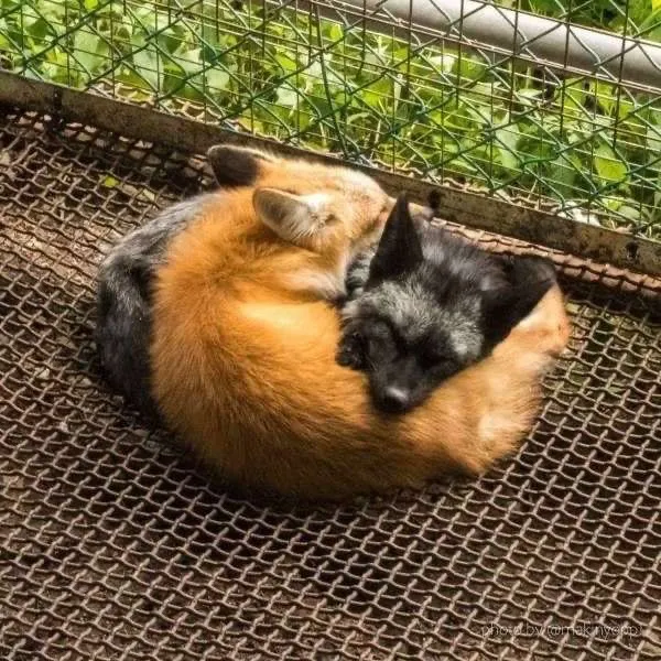 soffrrrn