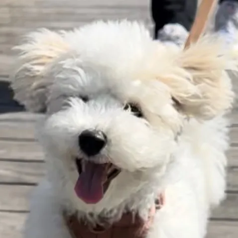 rui_thebichon