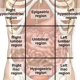 anatomy8969